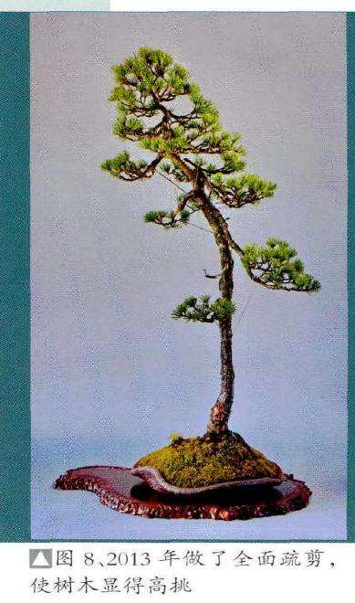 图解 文人树盆景《高士图》的制作过程