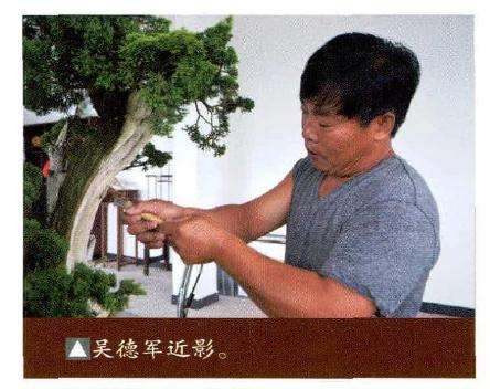 枷罗木盆景的修剪过程