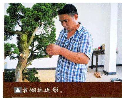 枷罗木盆景的修剪过程