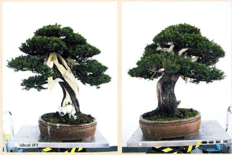 枷罗木盆景的修剪过程