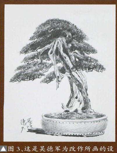 枷罗木盆景的修剪过程