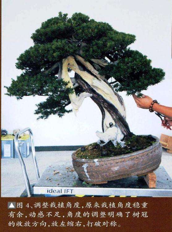 调整盆景栽植角度