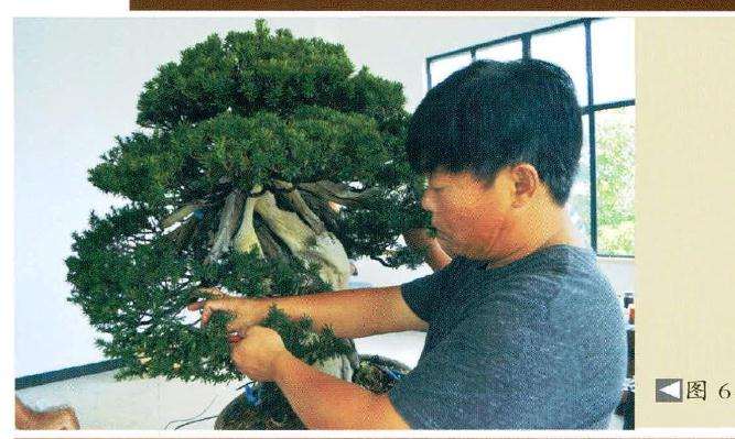 吴德军仔细盆景蟋扎后的枝片效果图