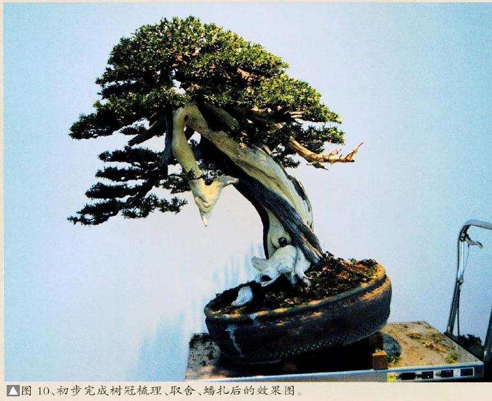 盆景蟠扎后的效果图