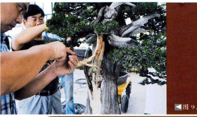 盆景对神枝条进一步雕刻处理