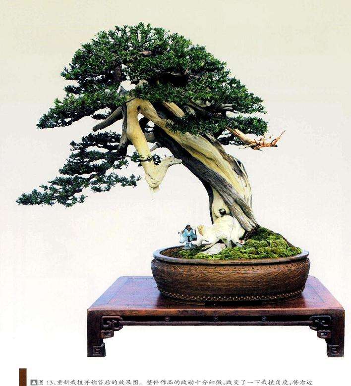 重新栽植并铺苔后的盆景效果图