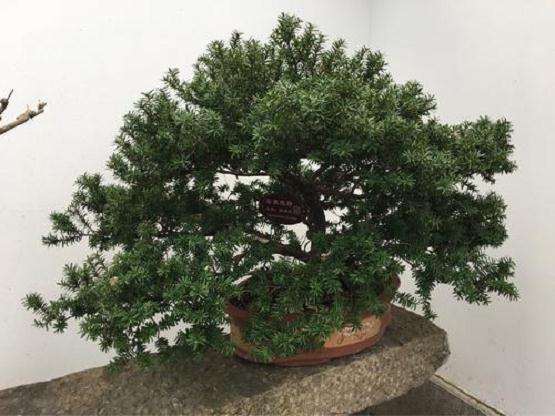 枷罗木盆景怎么养护的方法