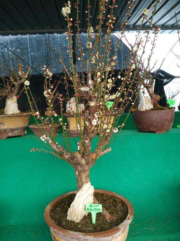 冬季盆景怎么修剪保形的方法