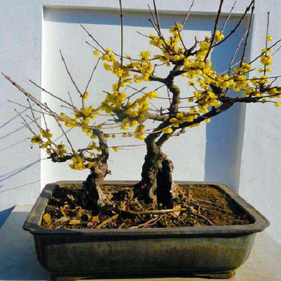 盆景冬季怎么浇水施肥的方法