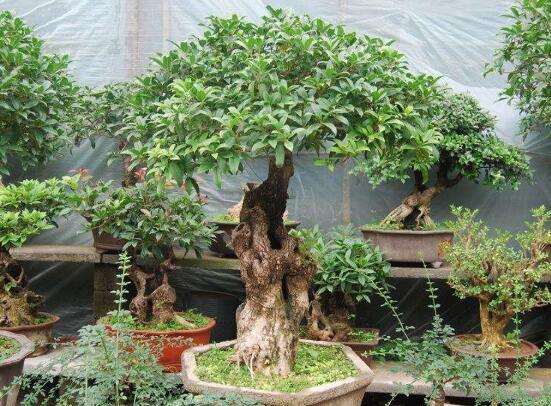 冬季盆景怎么保暖防寒的方法