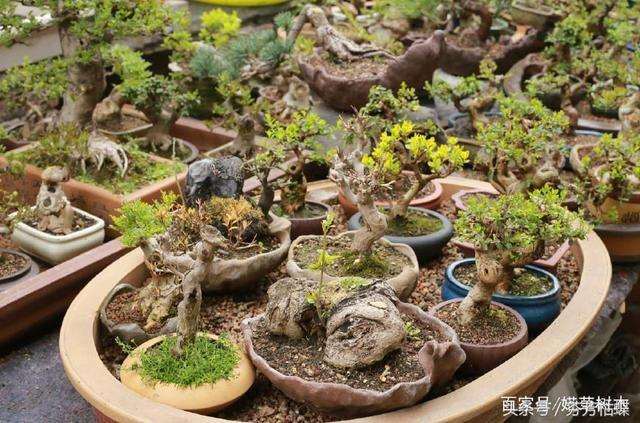 怎么用沙盘来养护微型盆景的方法 图片