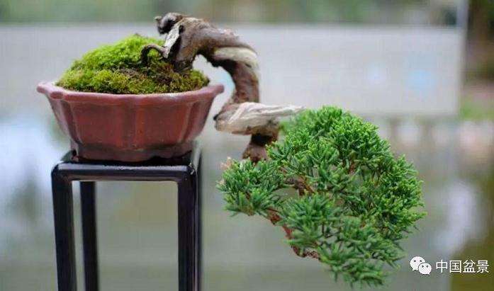 盆景严重日灼的3种情形