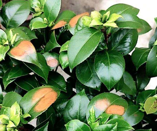 盆景树干灼伤怎么防治