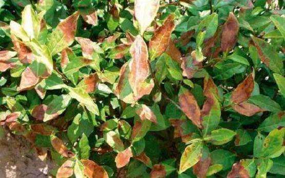 盆景叶片日灼病怎么防治