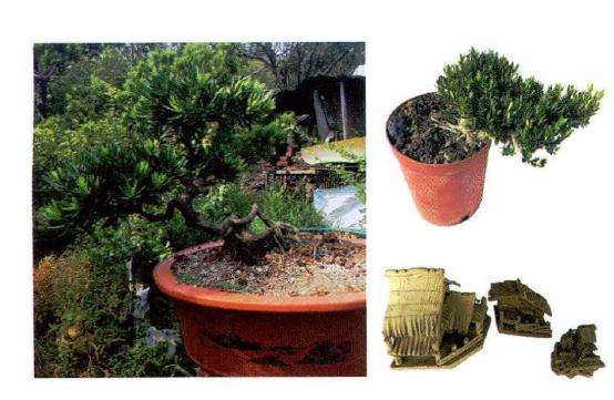 盆景创作素材