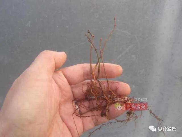 红枫小苗9年制作微型盆景的过程