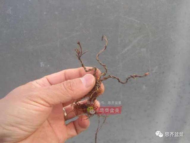 红枫小苗9年制作微型盆景的过程