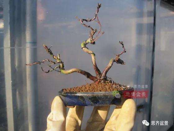 图解 红枫小苗9年制作微型盆景的过程