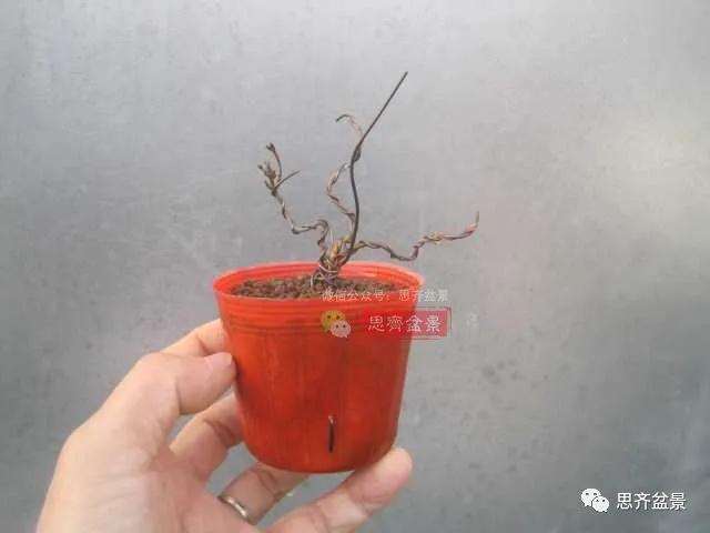 图解 红枫小苗9年制作微型盆景的过程
