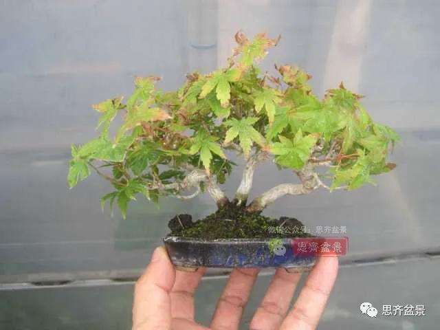 图解 红枫小苗9年制作微型盆景的过程