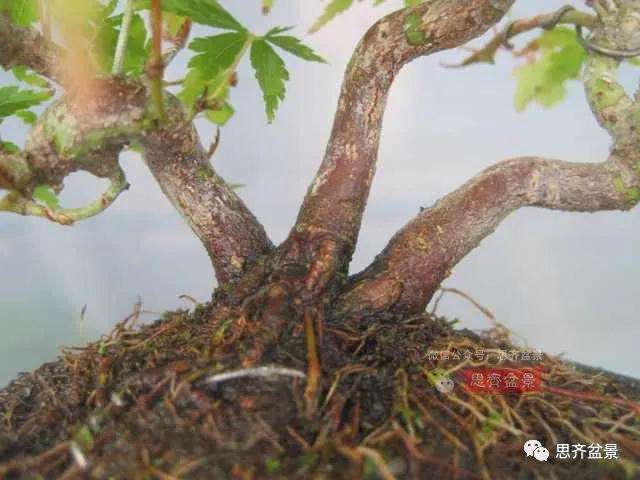 图解 红枫小苗9年制作微型盆景的过程