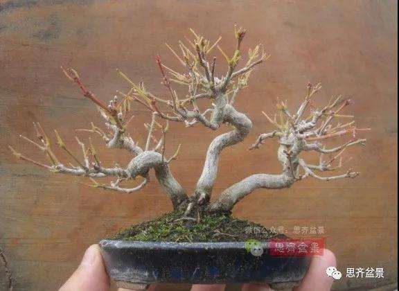 图解 红枫小苗9年制作微型盆景的过程