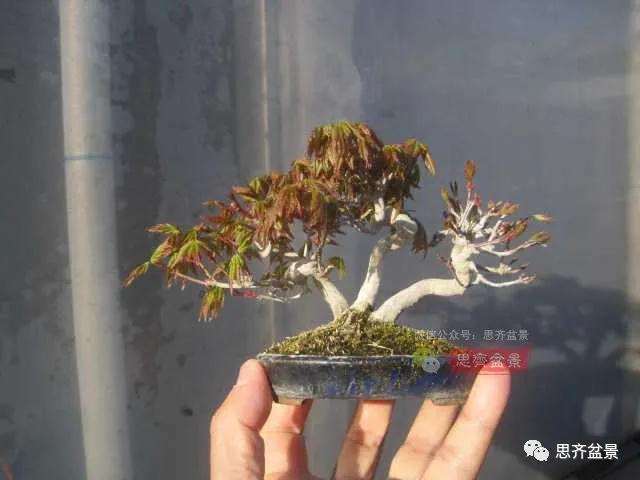 图解 红枫小苗9年制作微型盆景的过程