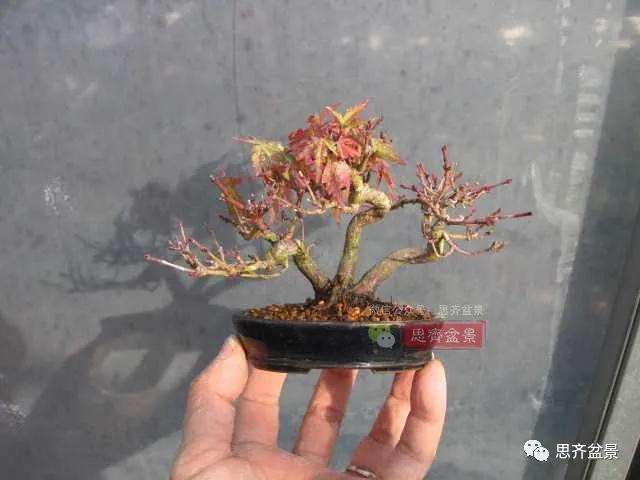 红枫小苗9年制作微型盆景的过程