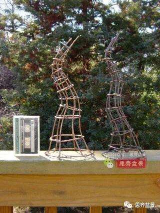图解 三角枫下山桩3年的制作过程