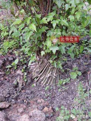 图解 三角枫下山桩3年的制作过程
