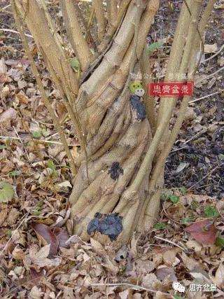 图解 三角枫下山桩3年的制作过程