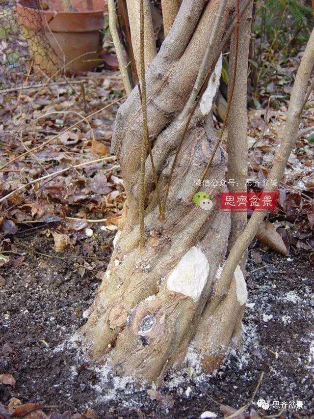 图解 三角枫下山桩3年的制作过程