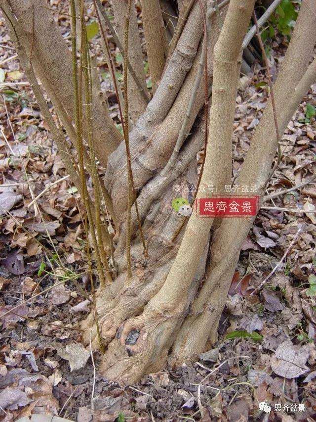 图解 三角枫下山桩3年的制作过程