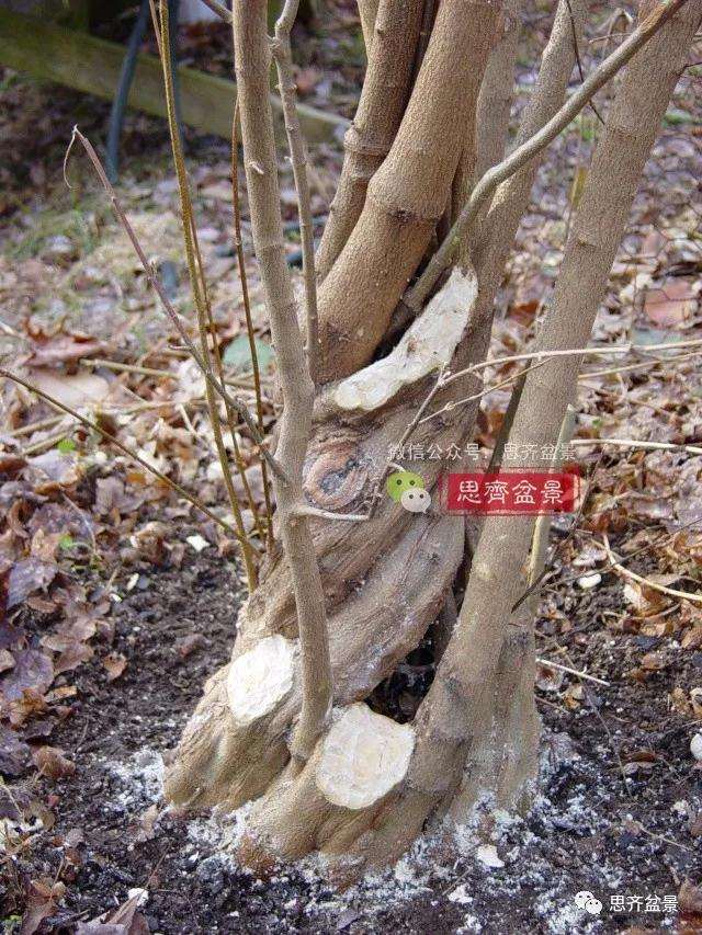 图解 三角枫下山桩3年的制作过程
