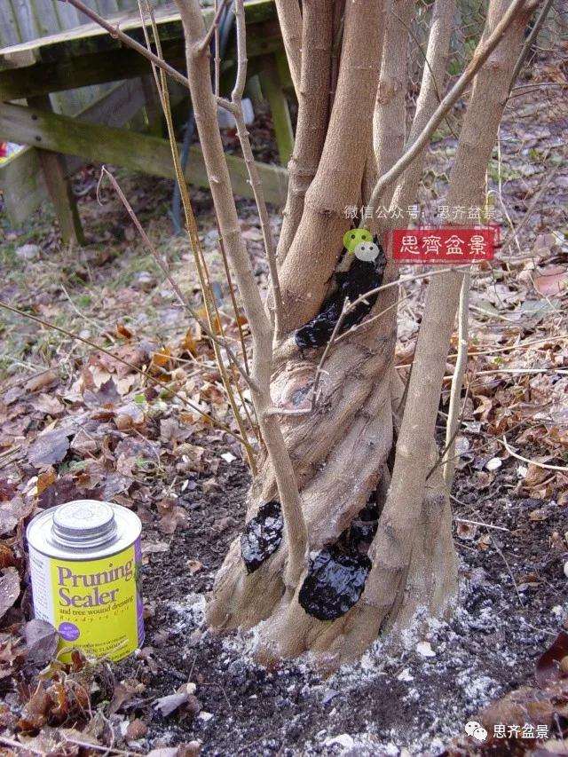 图解 三角枫下山桩3年的制作过程
