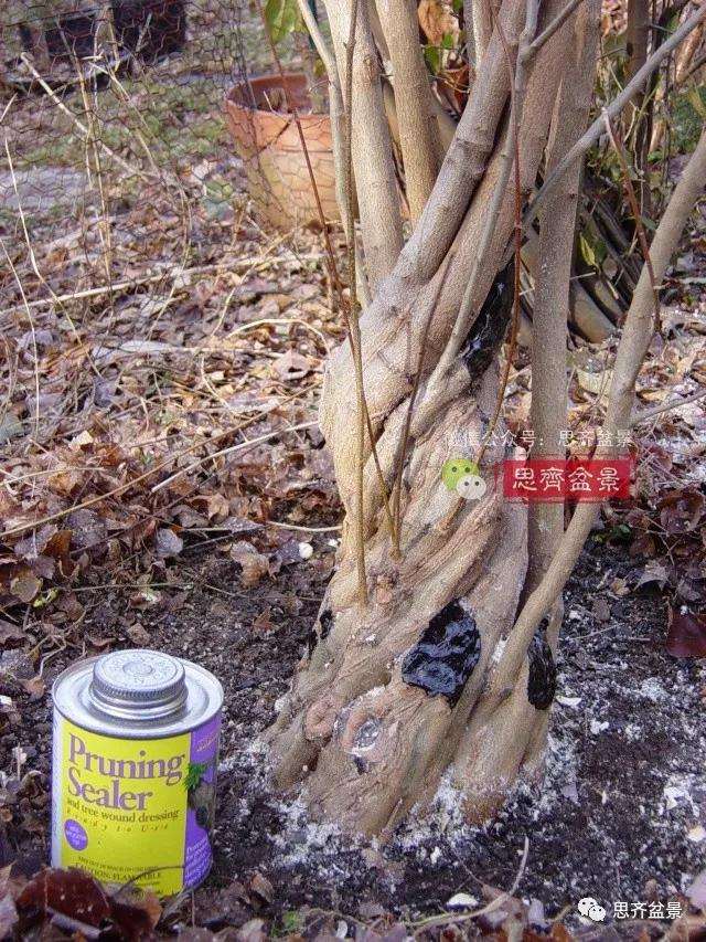 图解 三角枫下山桩3年的制作过程