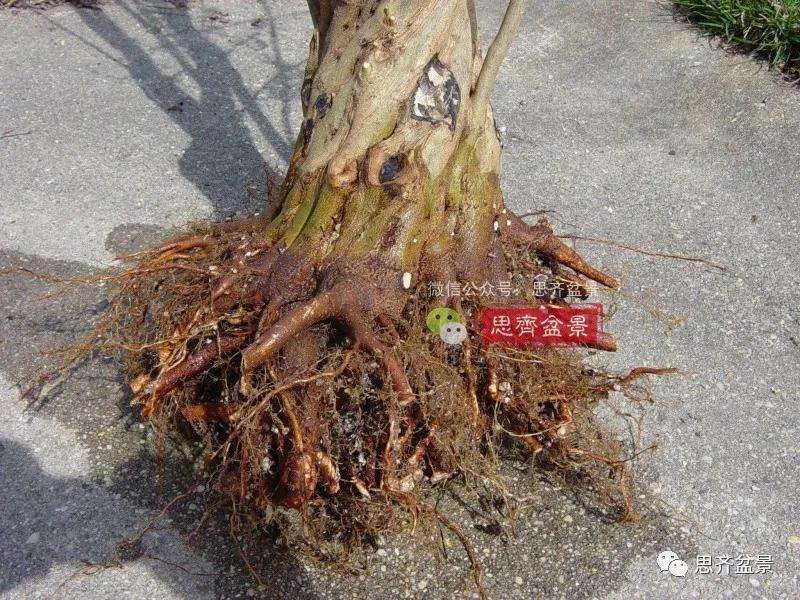 图解 三角枫下山桩3年的制作过程