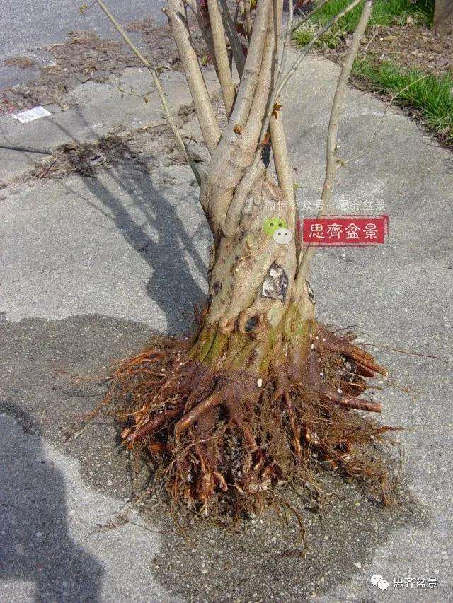 图解 三角枫下山桩3年的制作过程