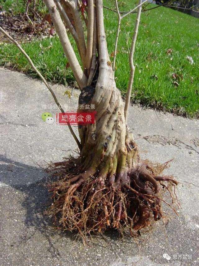 图解 三角枫下山桩3年的制作过程