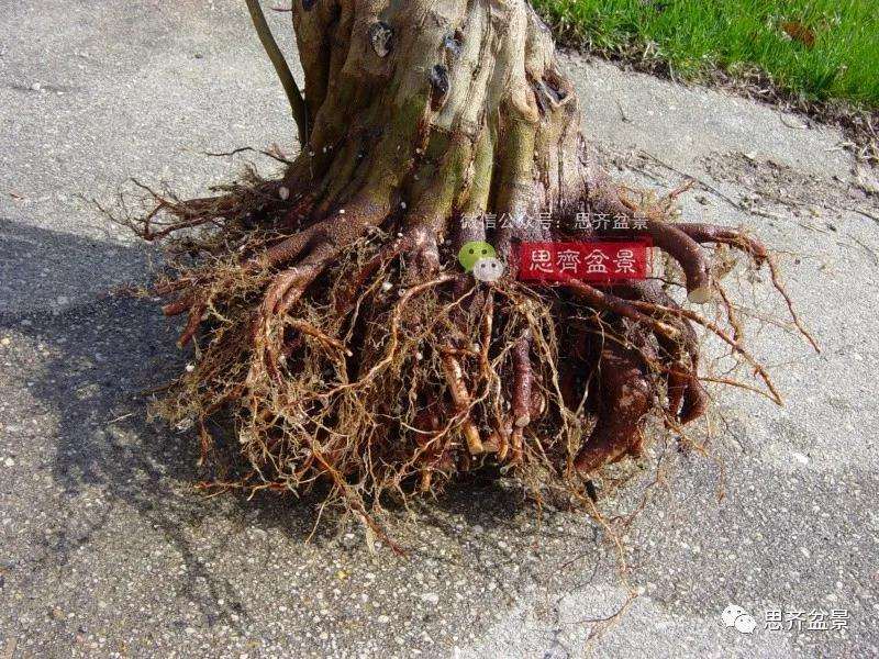 图解 三角枫下山桩3年的制作过程