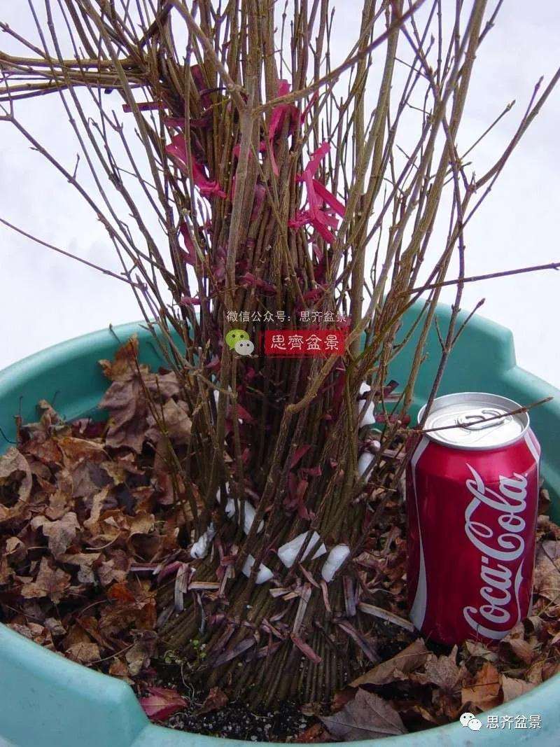 图解 三角枫下山桩3年的制作过程