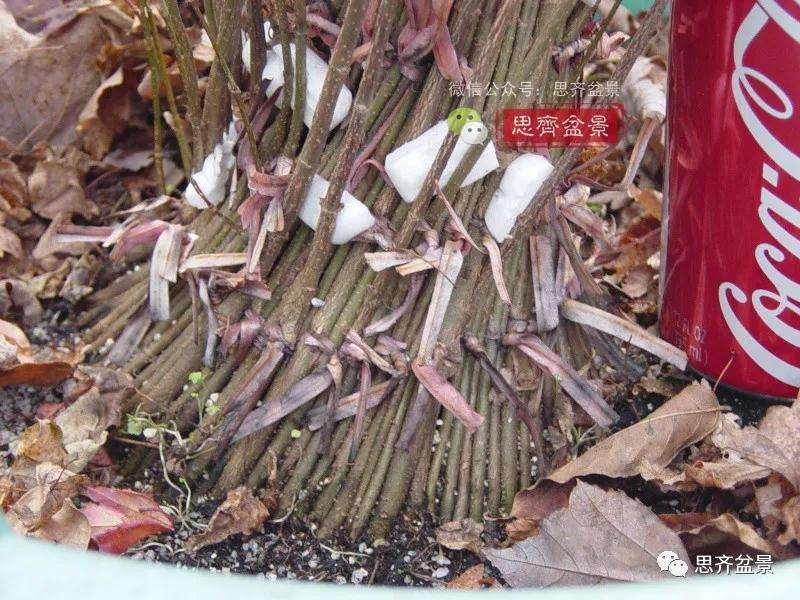 图解 三角枫下山桩3年的制作过程