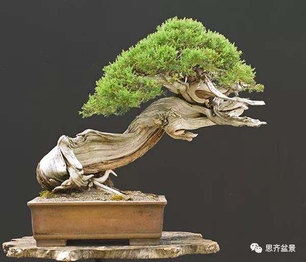 图解 柏树下山桩20年制作成盆景的过程