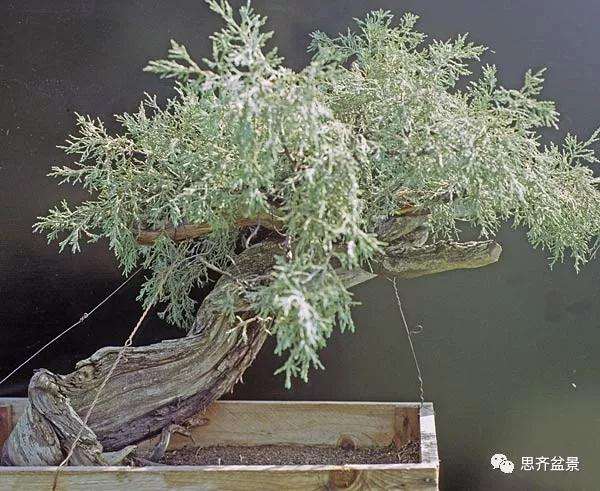 图解 柏树下山桩20年制作成盆景的过程