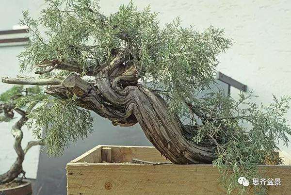 图解 柏树下山桩20年制作成盆景的过程