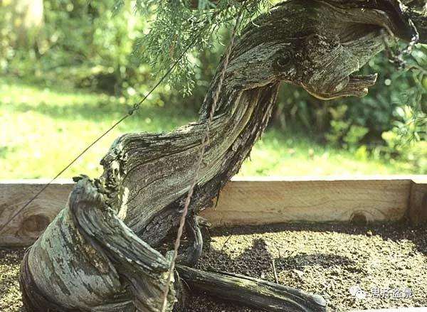 图解 柏树下山桩20年制作成盆景的过程