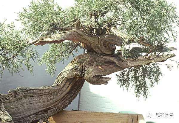 图解 柏树下山桩20年制作成盆景的过程