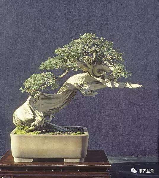 图解 柏树下山桩20年制作成盆景的过程