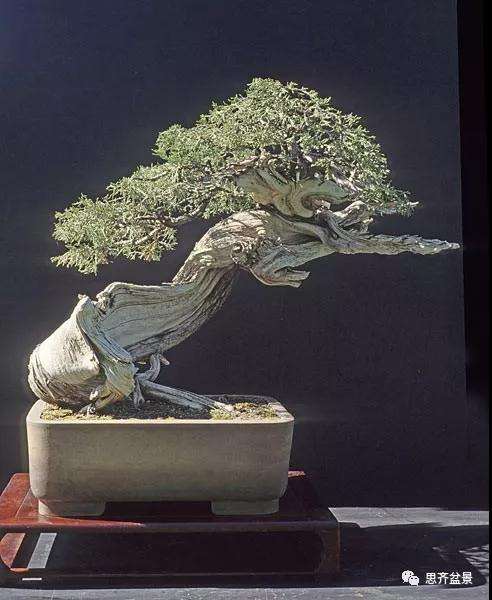 图解 柏树下山桩20年制作成盆景的过程
