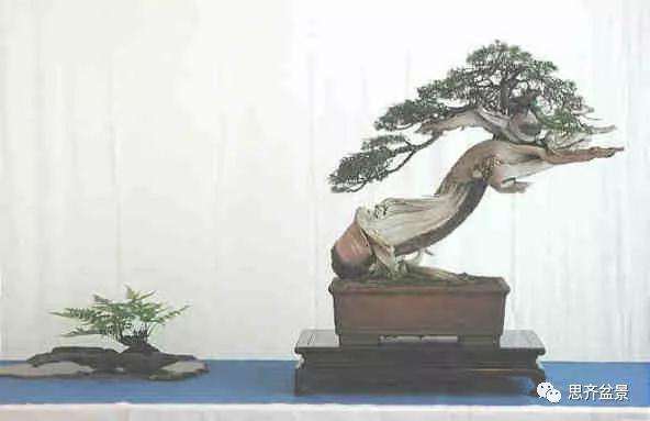 图解 柏树下山桩20年制作成盆景的过程